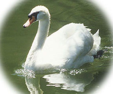 swan-jdw