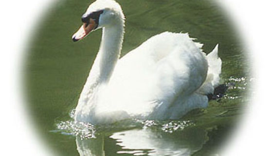 swan-jdw